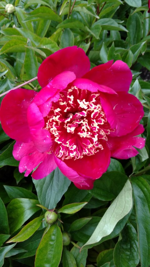 Paeonia lactiflora plantplacesimage20170427_191255.jpg