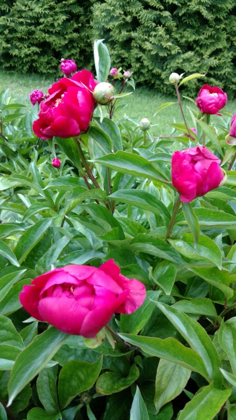 Paeonia lactiflora plantplacesimage20170427_191331.jpg