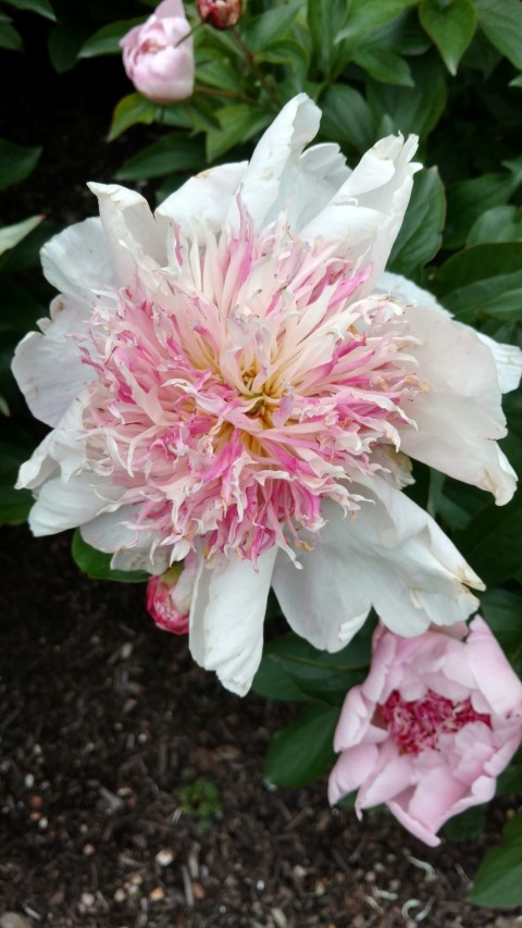 Paeonia lactiflora plantplacesimage20170427_191432.jpg