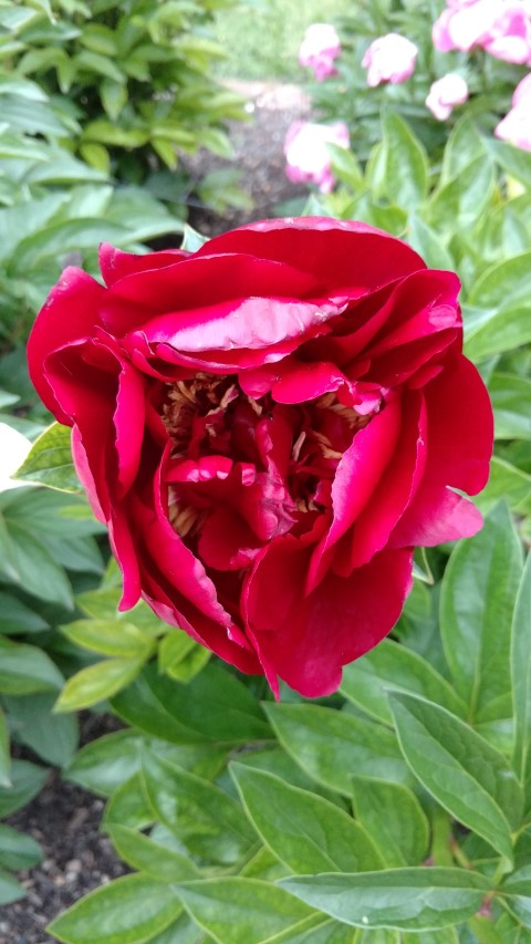 Paeonia lactiflora plantplacesimage20170427_191523.jpg