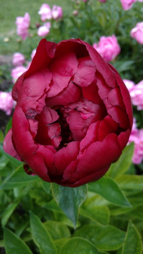 Paeonia lactiflora plantplacesimage20170427_191533.jpg