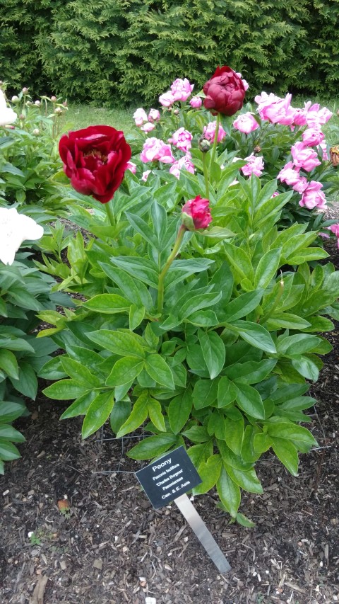 Paeonia lactiflora plantplacesimage20170427_191549.jpg