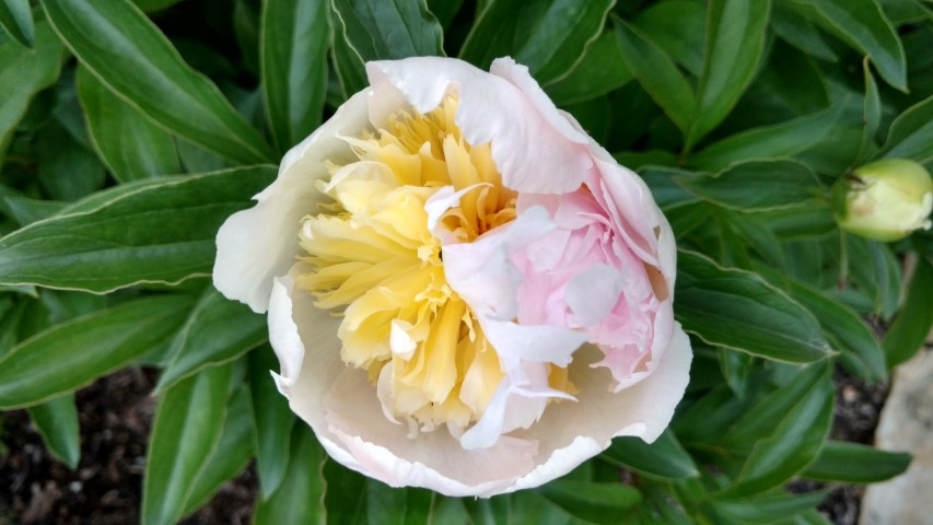 Paeonia lactiflora plantplacesimage20170427_191643.jpg