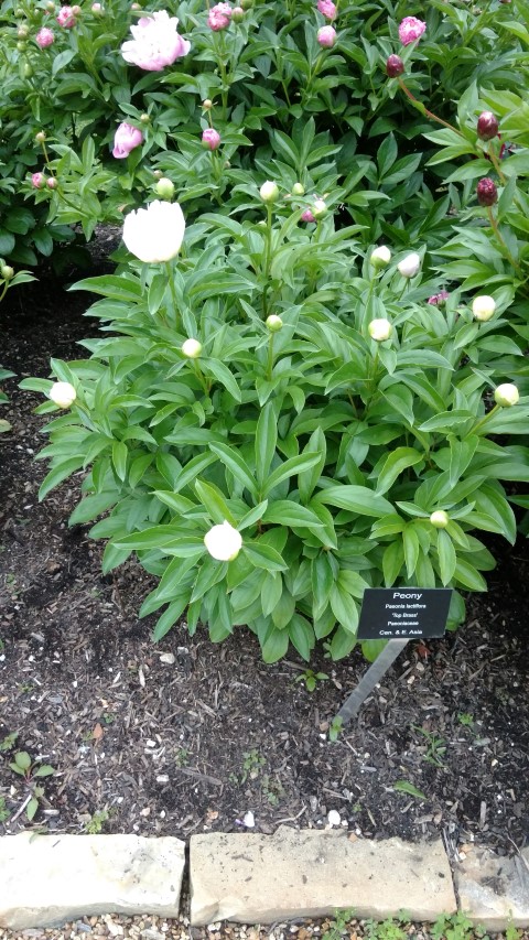 Paeonia lactiflora plantplacesimage20170427_191702.jpg