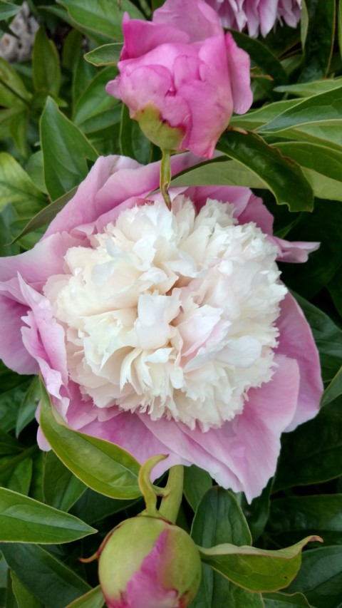 Paeonia lactiflora plantplacesimage20170427_191800.jpg