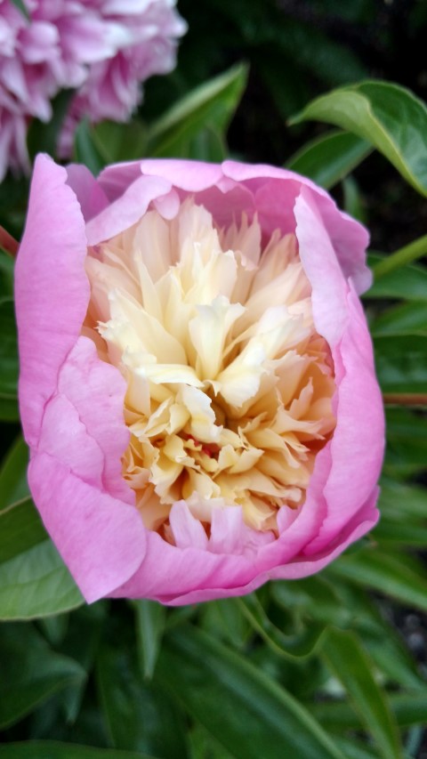 Paeonia lactiflora plantplacesimage20170427_191813.jpg