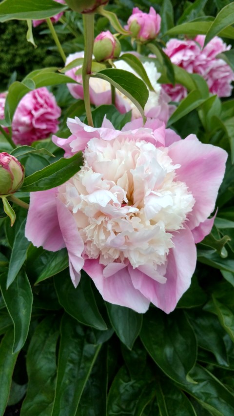 Paeonia lactiflora plantplacesimage20170427_191822.jpg