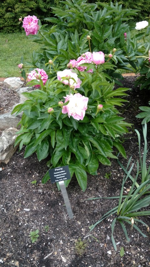 Paeonia lactiflora plantplacesimage20170427_191832.jpg