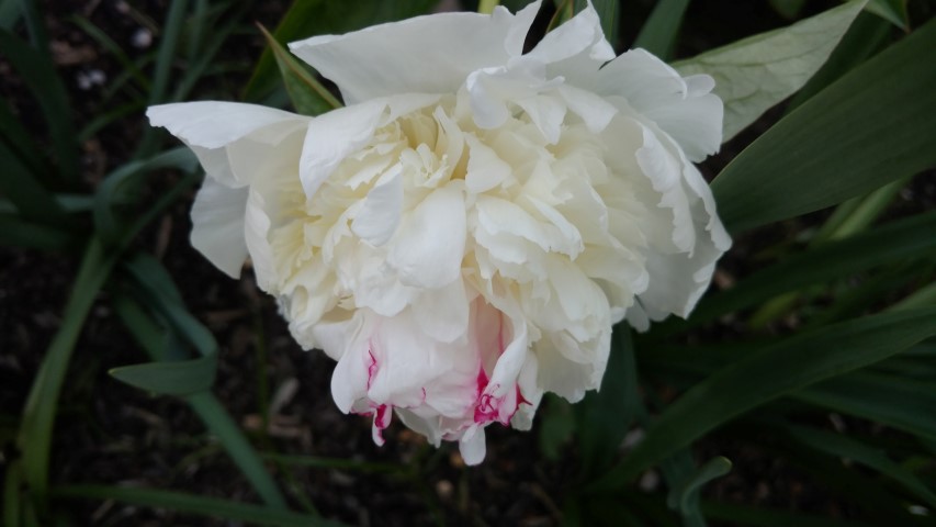 Paeonia lactiflora plantplacesimage20170427_191932.jpg