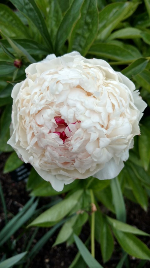 Paeonia lactiflora plantplacesimage20170427_191945.jpg