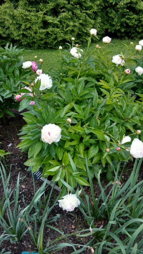 Paeonia lactiflora plantplacesimage20170427_191956.jpg