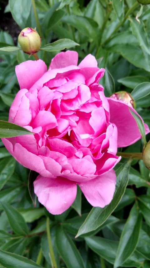 Paeonia lactiflora plantplacesimage20170427_192338.jpg