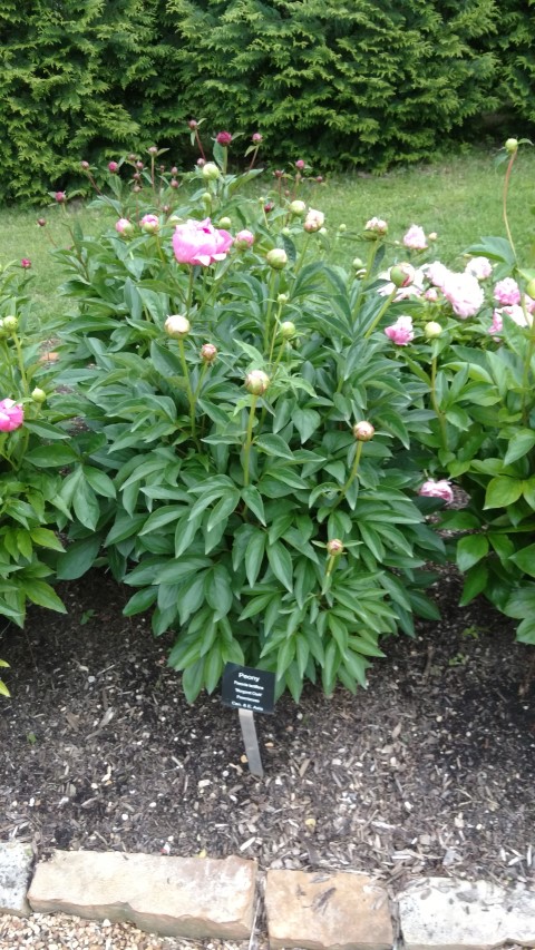 Paeonia lactiflora plantplacesimage20170427_192353.jpg