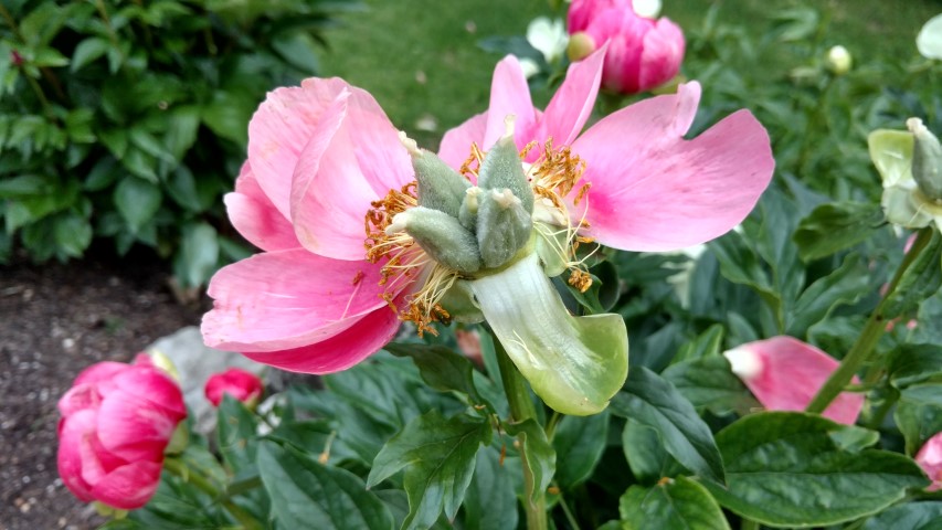 Paeonia lactiflora plantplacesimage20170427_192705.jpg