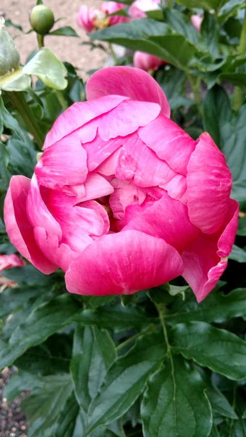 Paeonia lactiflora plantplacesimage20170427_192721.jpg