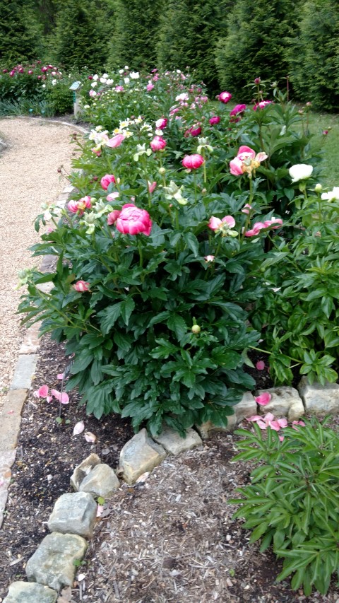 Paeonia lactiflora plantplacesimage20170427_192728.jpg