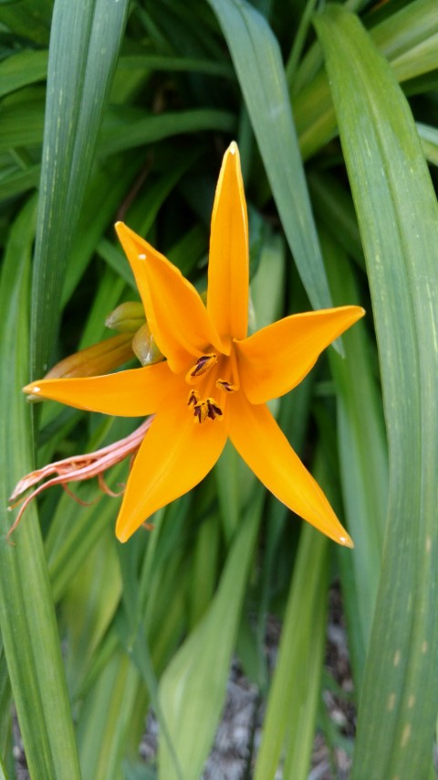 Hemerocallis minor plantplacesimage20170427_192841.jpg