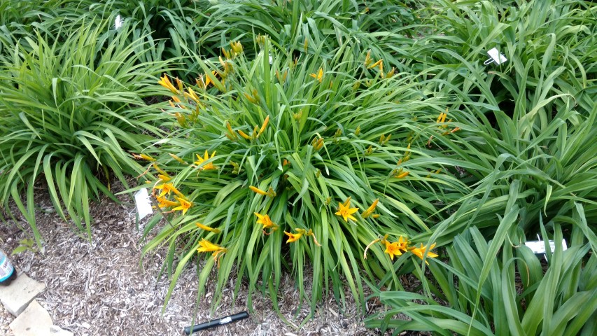 Hemerocallis minor plantplacesimage20170427_192857.jpg