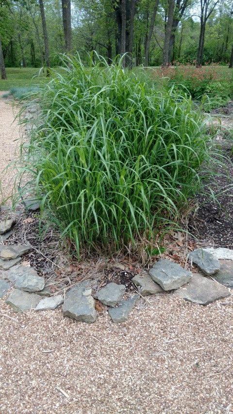 Miscanthus sinensis plantplacesimage20170427_193256.jpg