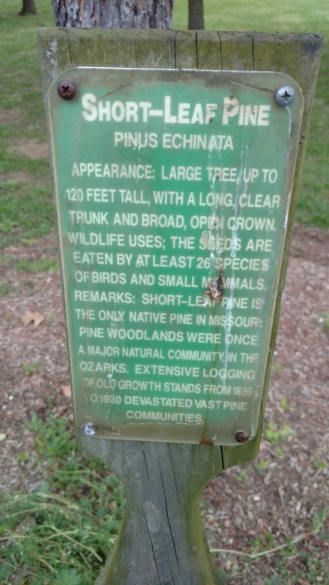 Pinus echinata plantplacesimage20170427_193544.jpg
