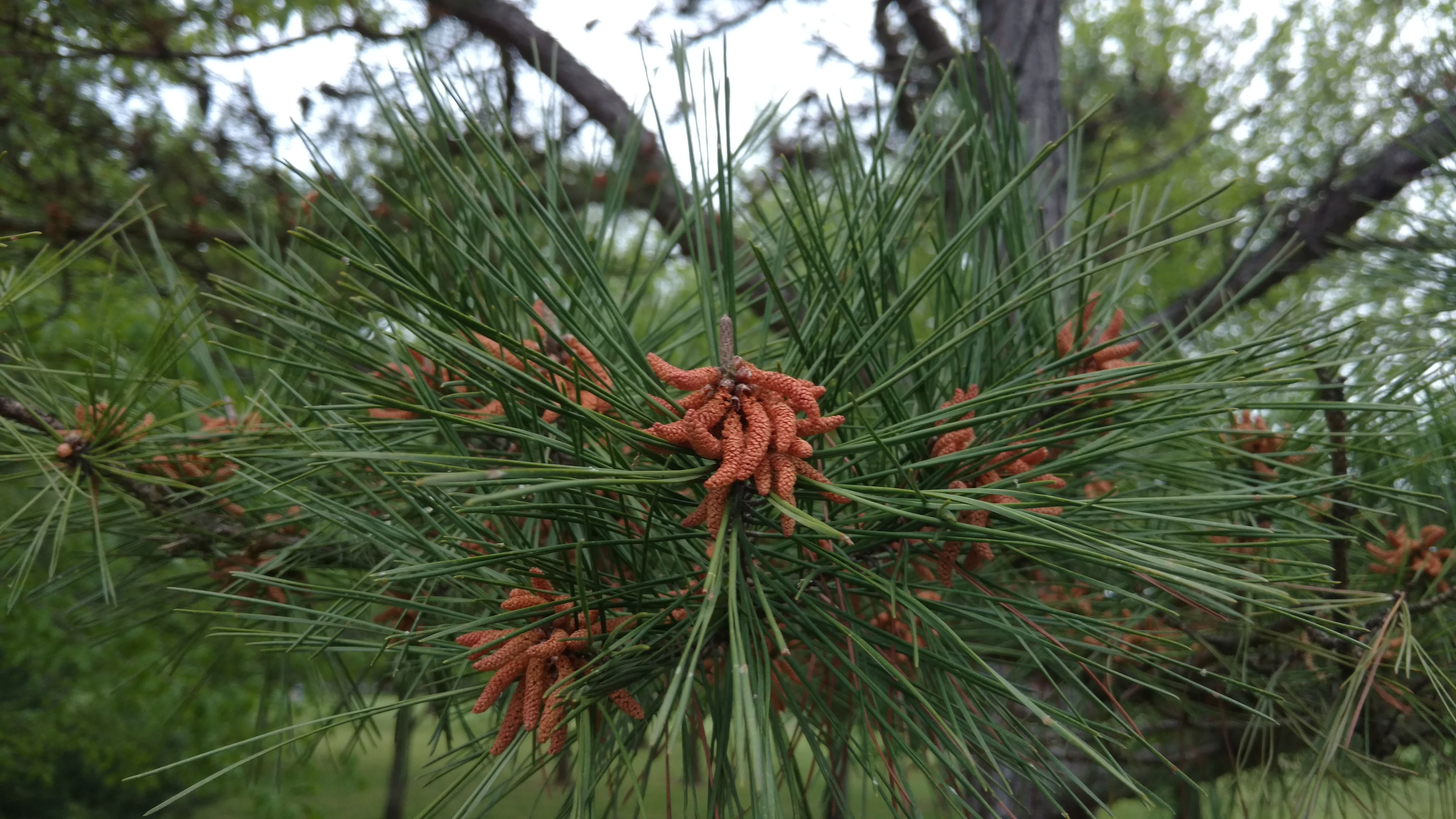 Pinus echinata plantplacesimage20170427_193556.jpg