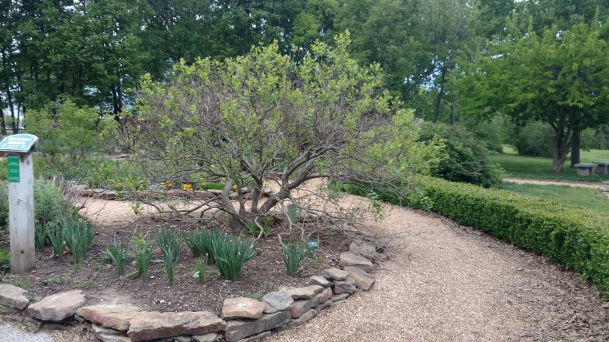 Cephalanthus occidentalis plantplacesimage20170427_193725.jpg