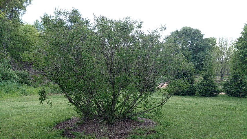 Amorpha fruticosa plantplacesimage20170427_194440.jpg