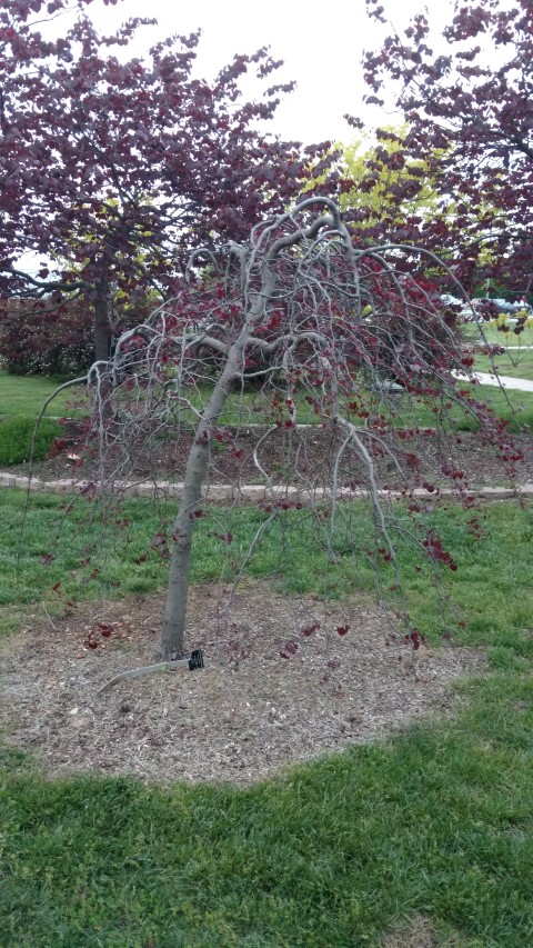 Cercis canadensis plantplacesimage20170427_195031.jpg