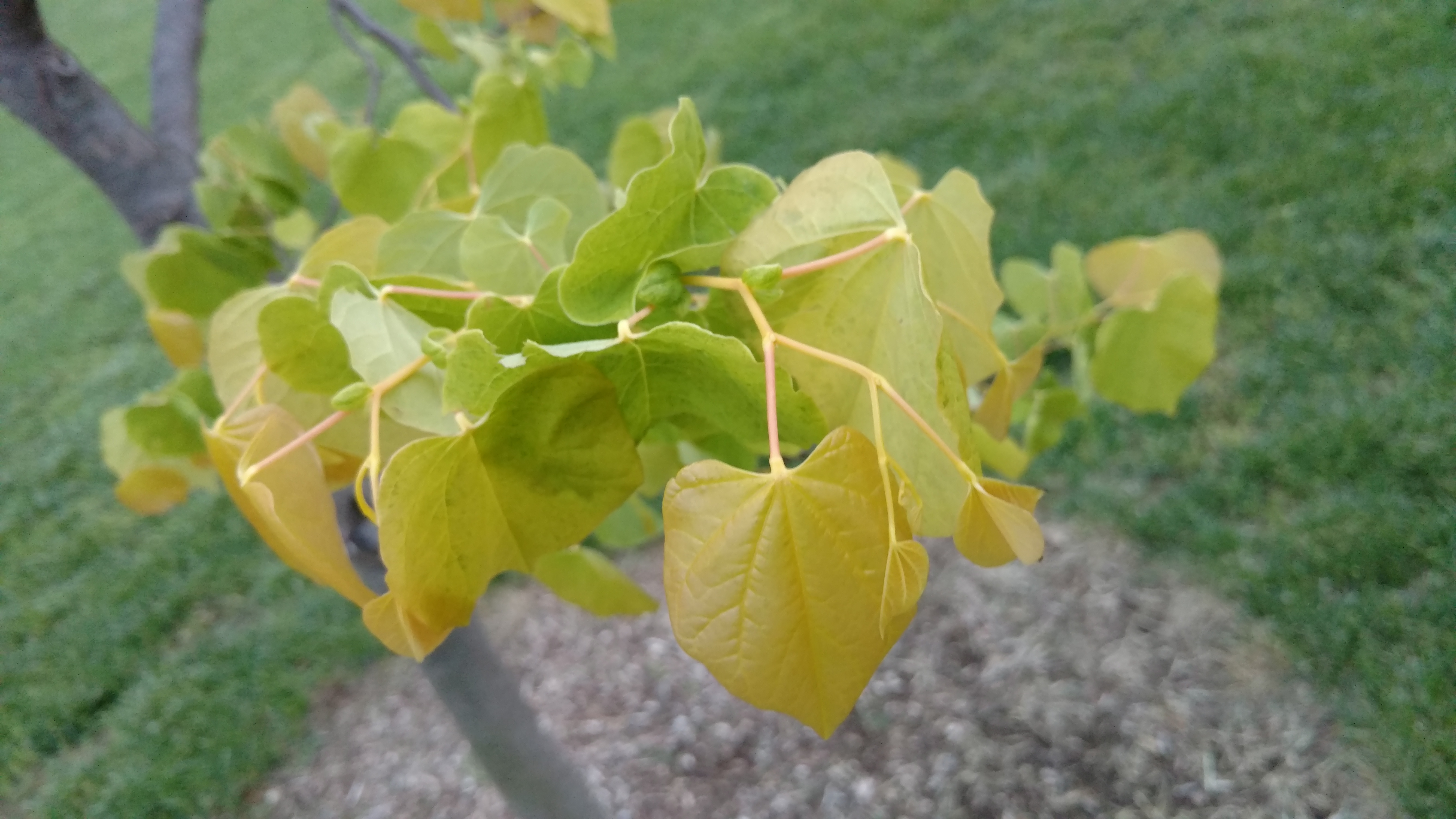 Cercis canadensis plantplacesimage20170427_195124.jpg