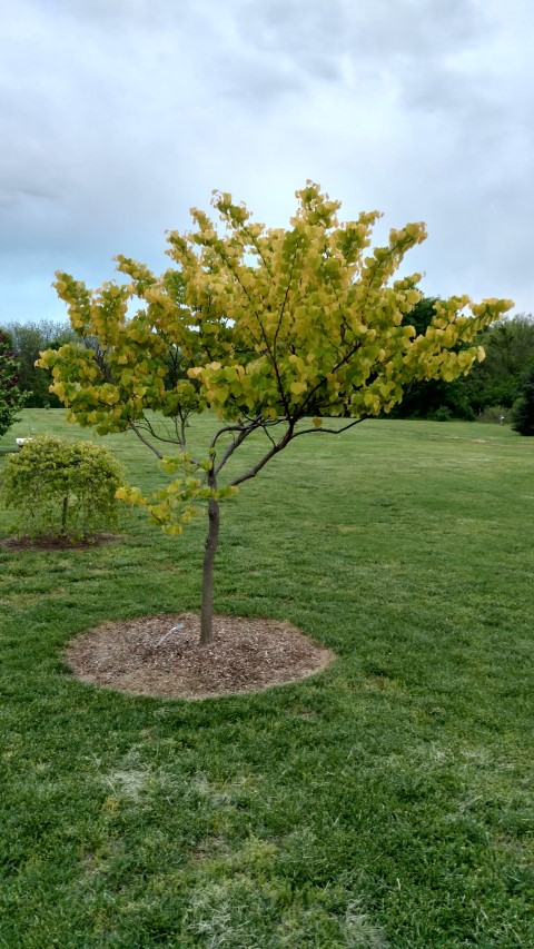 Cercis canadensis plantplacesimage20170427_195140.jpg