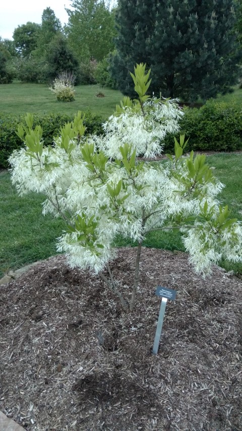 Chionanthus virginicus plantplacesimage20170427_200142.jpg