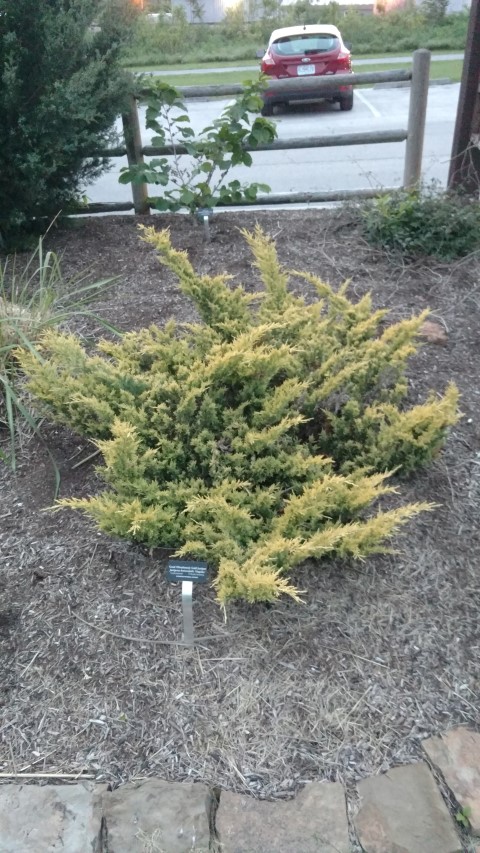 Juniperus horizontalis plantplacesimage20170427_200835.jpg