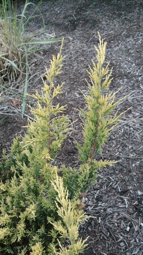 Juniperus horizontalis plantplacesimage20170427_200903.jpg