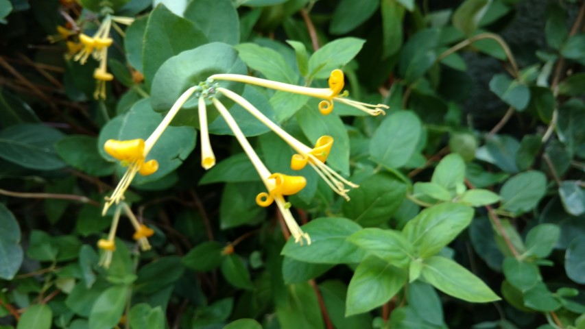 Lonicera x plantplacesimage20170617_175927.jpg