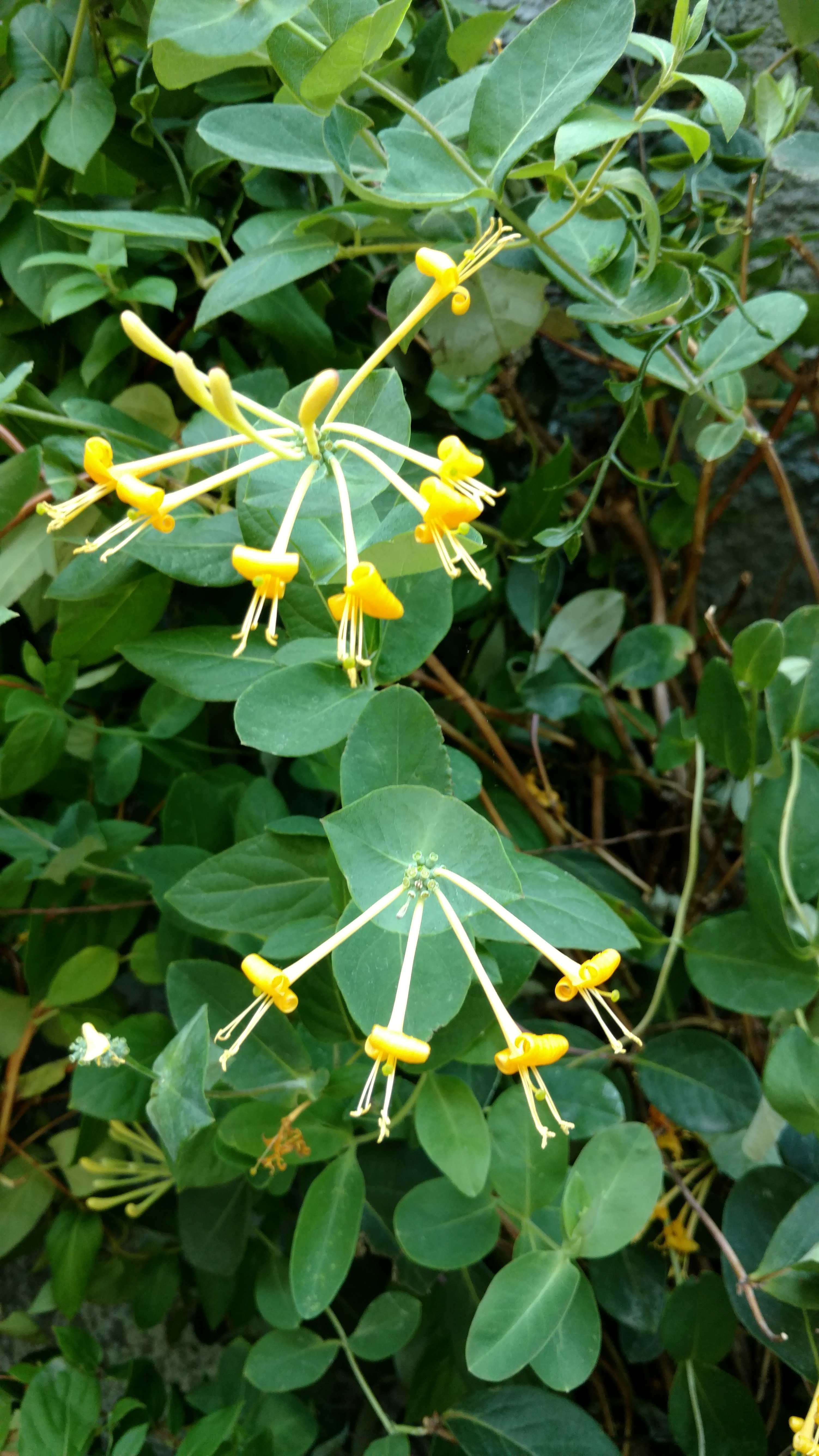 Lonicera x plantplacesimage20170617_175947.jpg