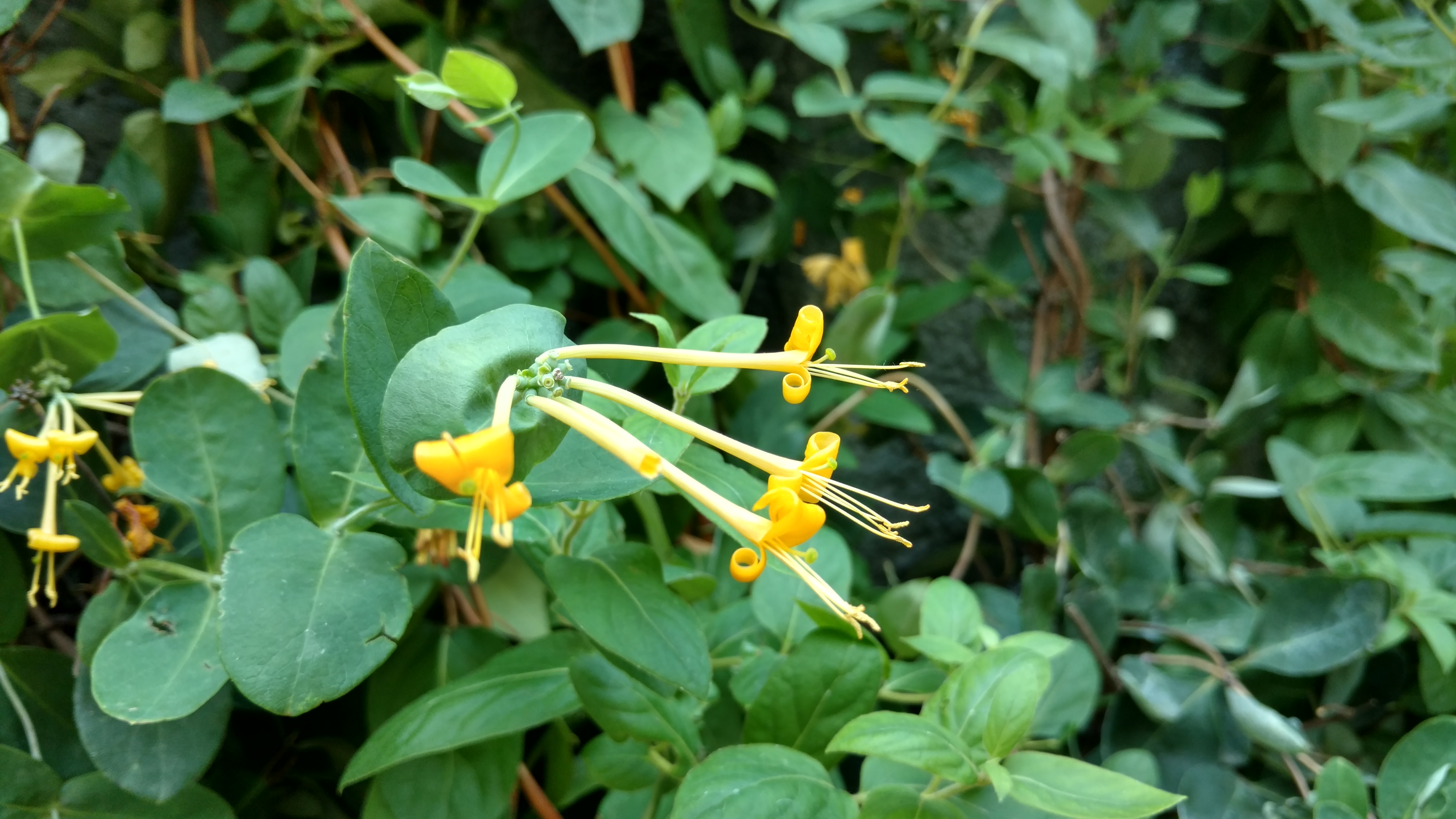 Lonicera x plantplacesimage20170617_175956.jpg