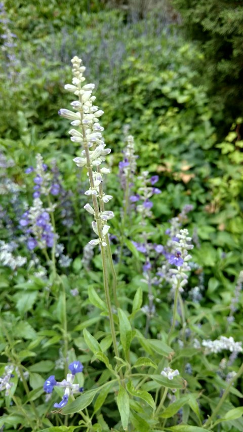 Salvia farinacea plantplacesimage20170617_180158.jpg