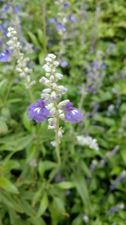 Salvia farinacea plantplacesimage20170617_180222.jpg