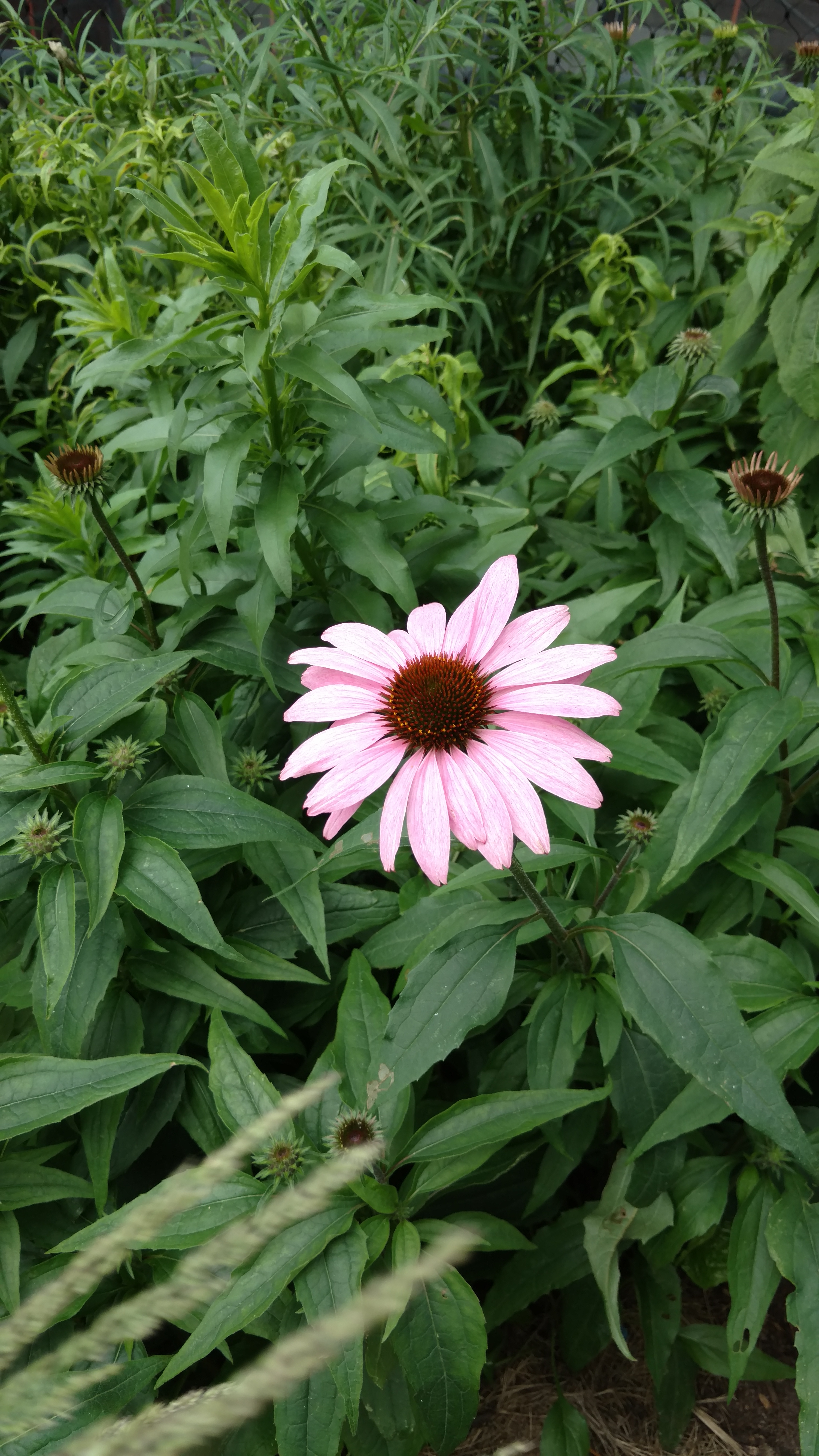 Echinacea purpurea plantplacesimage20170623_110338.jpg