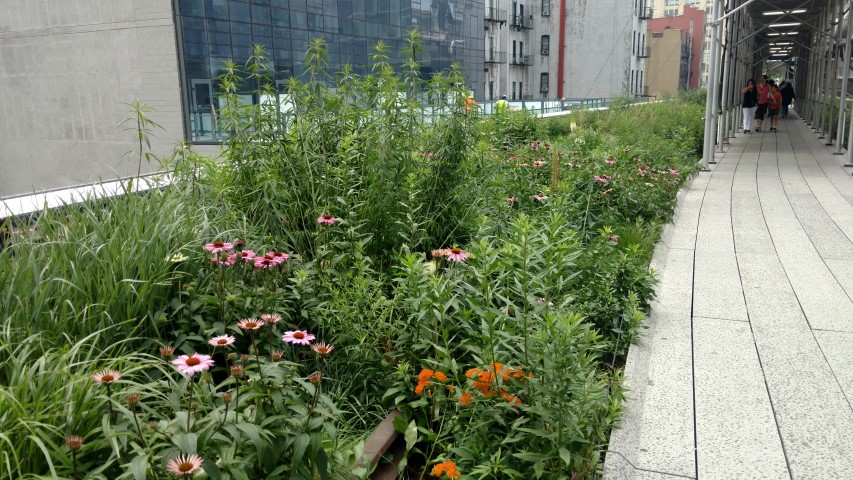 Echinacea purpurea plantplacesimage20170623_110437.jpg