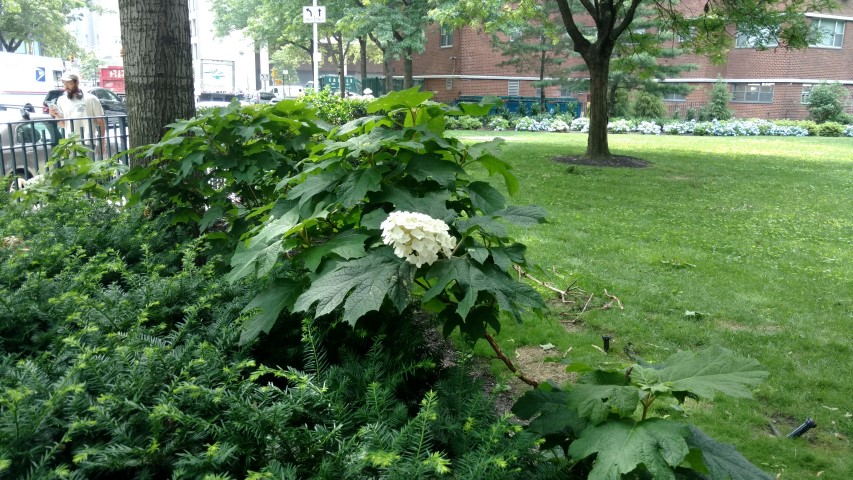 Hydrangea quercifolia plantplacesimage20170623_111323.jpg