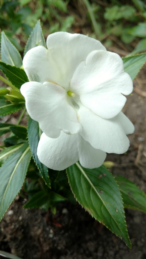 Impatiens hybrida plantplacesimage20170623_144551.jpg