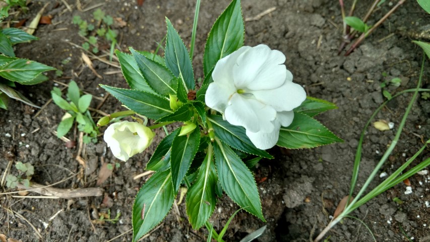 Impatiens hybrida plantplacesimage20170623_144610.jpg