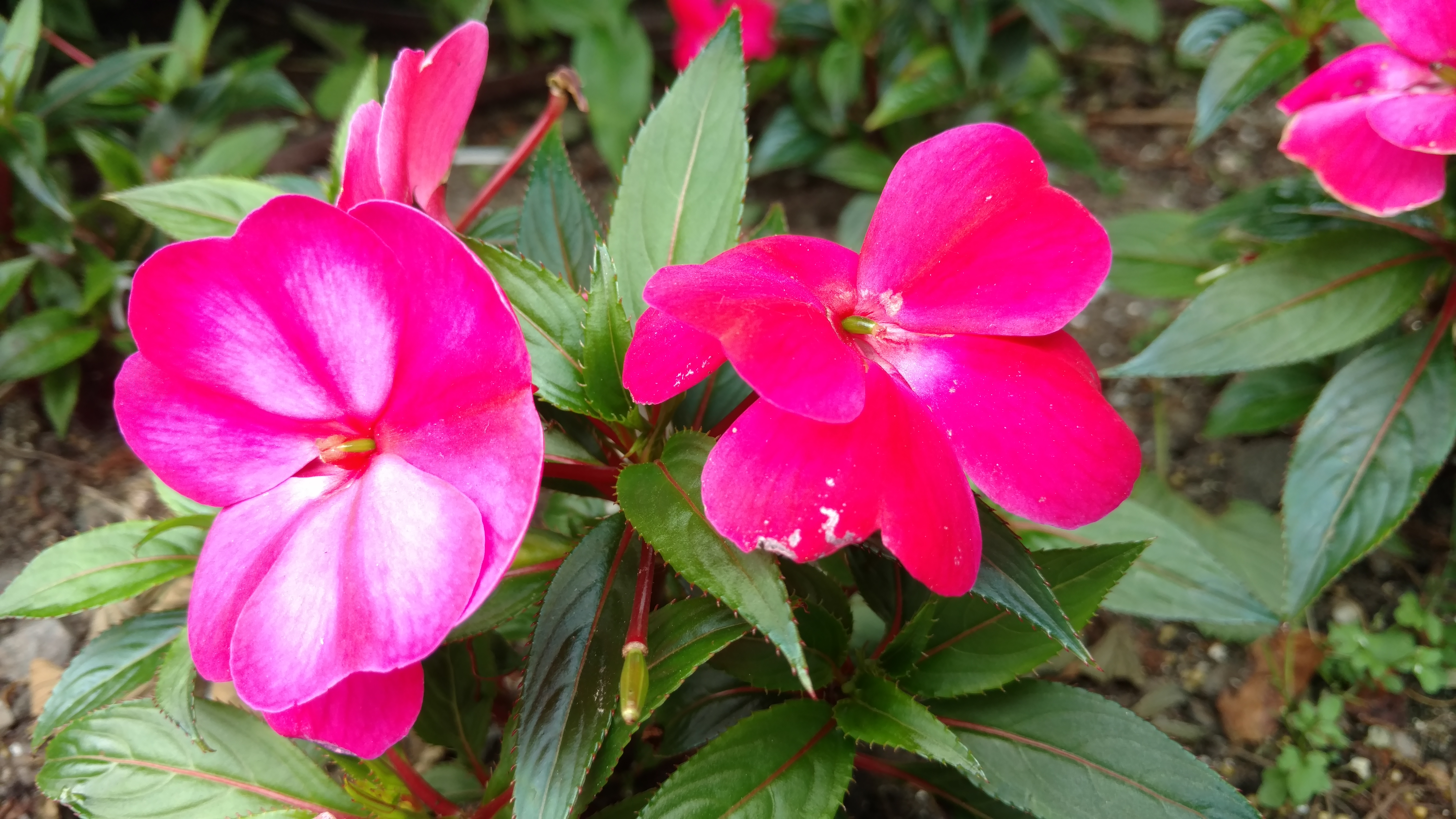 Impatiens hybrid plantplacesimage20170623_144908.jpg