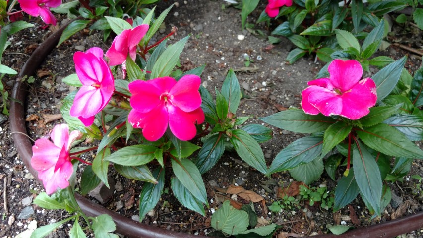 Impatiens hybrid plantplacesimage20170623_144940.jpg