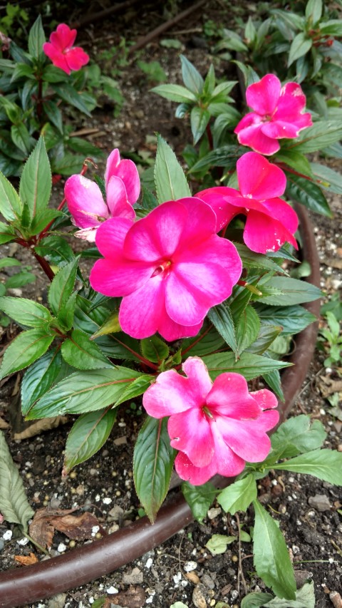 Impatiens hybrid plantplacesimage20170623_144954.jpg