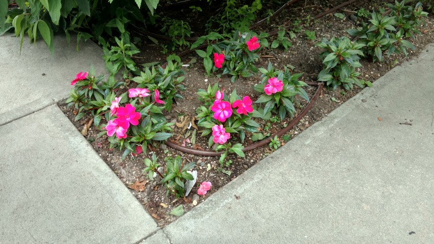 Impatiens hybrid plantplacesimage20170623_145010.jpg