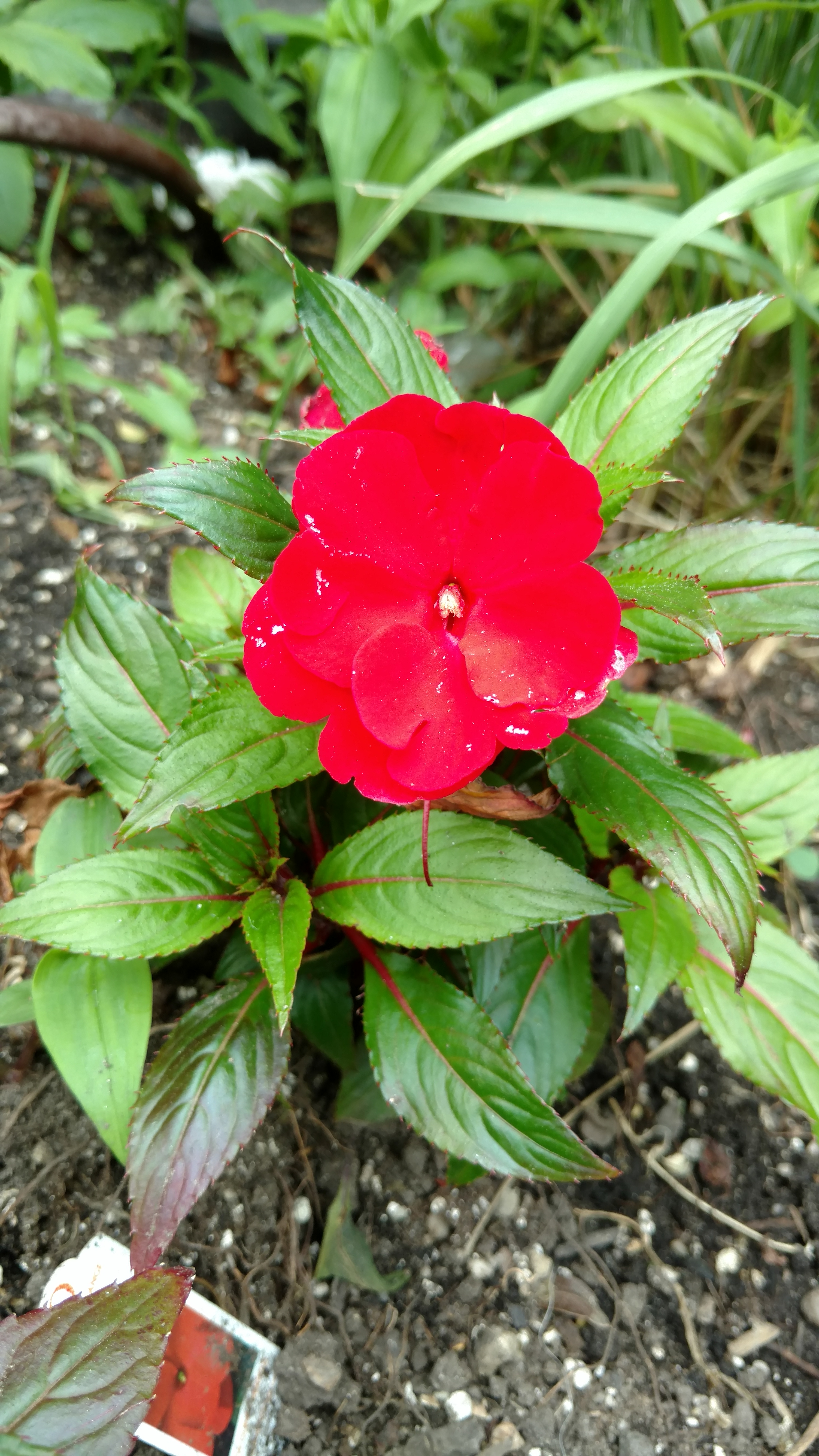 Impatiens hybrid plantplacesimage20170623_145203.jpg