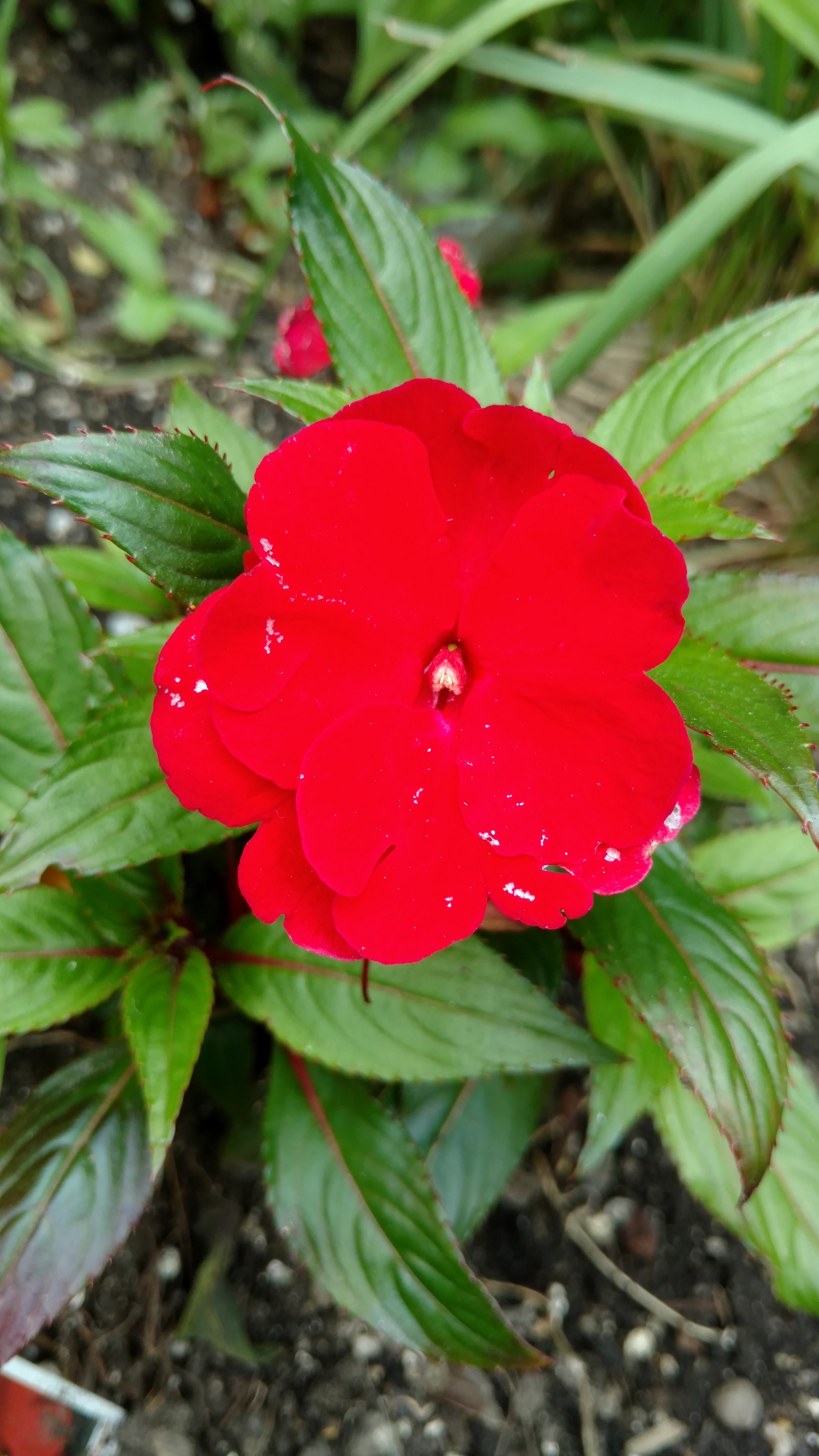 Impatiens hybrid plantplacesimage20170623_145220.jpg