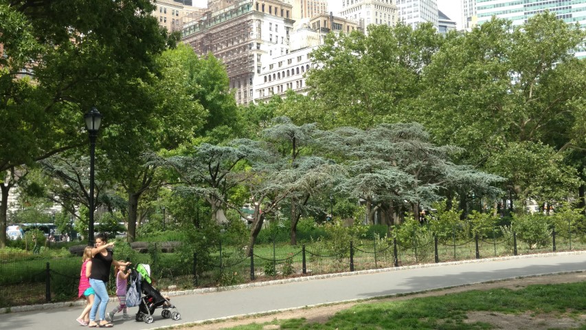 Cedrus atlantica plantplacesimage20170623_155438.jpg